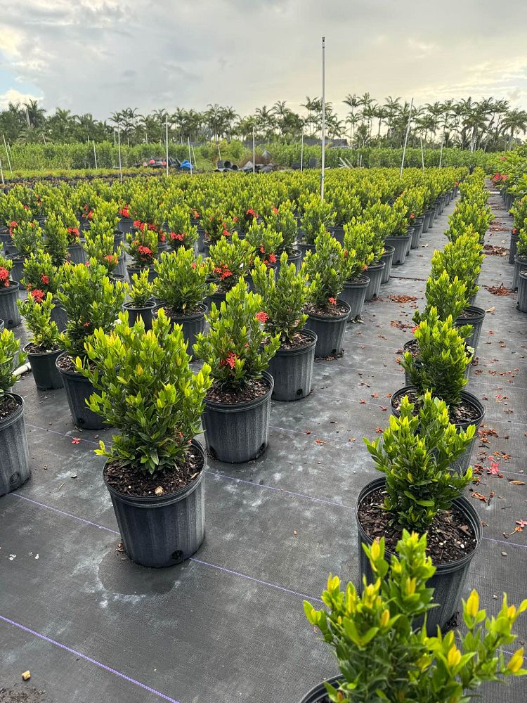 ixora-taiwanensis-dwarf-red-flame-of-the-woods-jungle-flame-dwarf-ixora