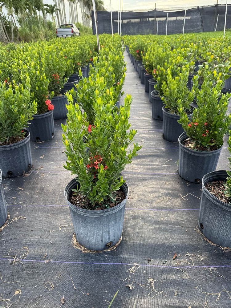 ixora-taiwanensis-dwarf-red-flame-of-the-woods-jungle-flame-dwarf-ixora