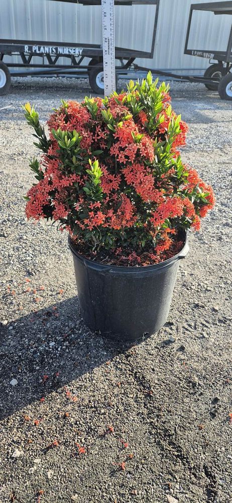ixora-taiwanensis-dwarf-red-flame-of-the-woods-jungle-flame-dwarf-ixora