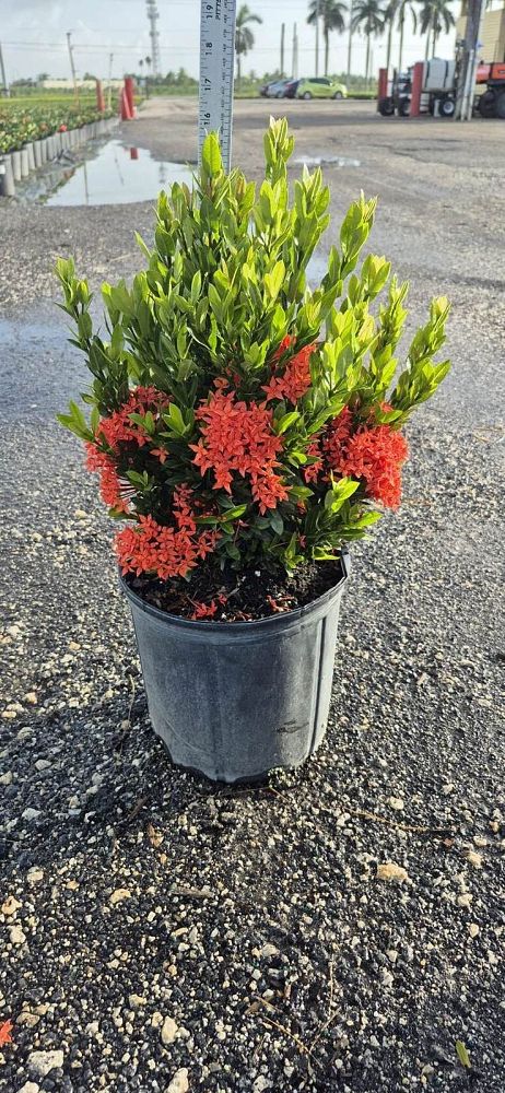 ixora-taiwanensis-dwarf-red-flame-of-the-woods-jungle-flame-dwarf-ixora