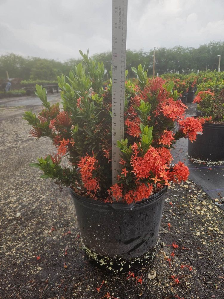ixora-taiwanensis-dwarf-red-flame-of-the-woods-jungle-flame-dwarf-ixora