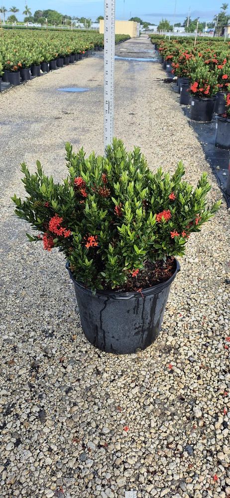 ixora-taiwanensis-dwarf-red-flame-of-the-woods-jungle-flame-dwarf-ixora