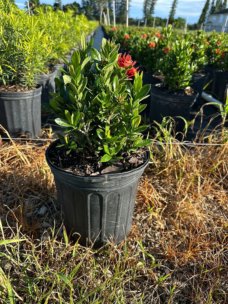 ixora-taiwanensis-dwarf-red-flame-of-the-woods-jungle-flame-dwarf-ixora