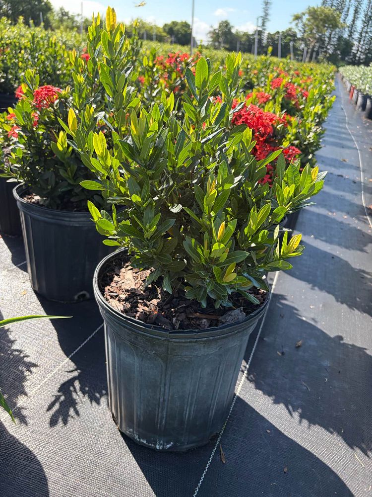 ixora-taiwanensis-dwarf-red-flame-of-the-woods-jungle-flame-dwarf-ixora