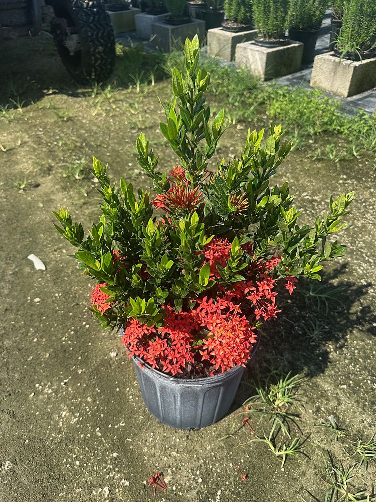 ixora-taiwanensis-dwarf-red-flame-of-the-woods-jungle-flame-dwarf-ixora