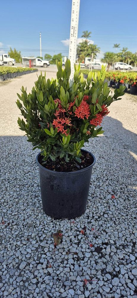 ixora-taiwanensis-dwarf-red-flame-of-the-woods-jungle-flame-dwarf-ixora