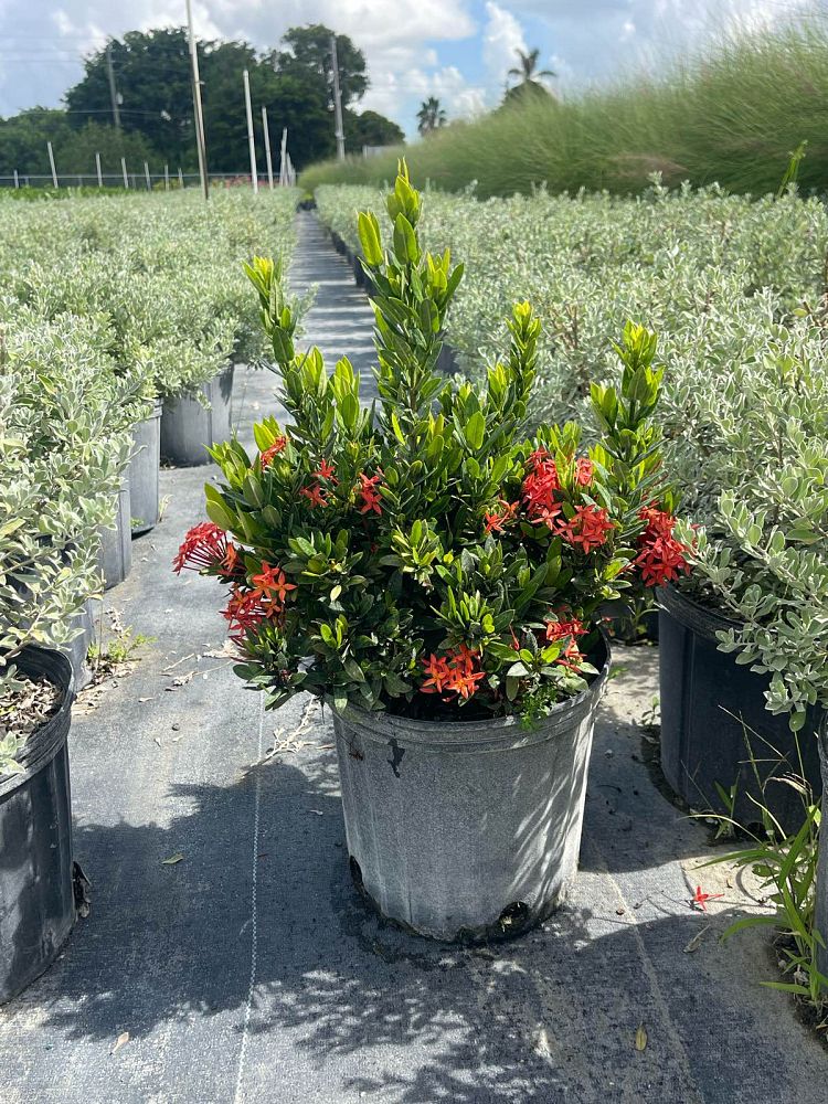 ixora-taiwanensis-dwarf-red-flame-of-the-woods-jungle-flame-dwarf-ixora