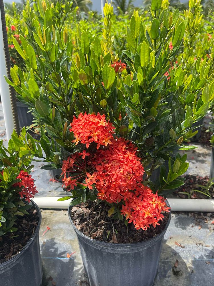 ixora-taiwanensis-dwarf-red-flame-of-the-woods-jungle-flame-dwarf-ixora