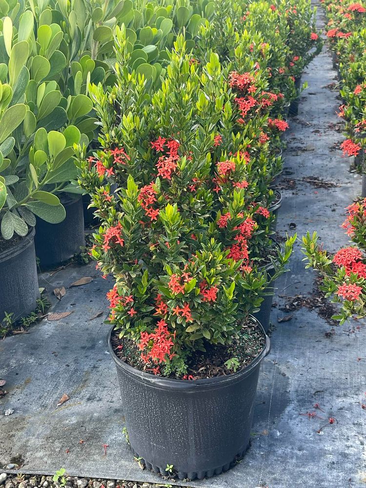 ixora-taiwanensis-dwarf-red-flame-of-the-woods-jungle-flame-dwarf-ixora