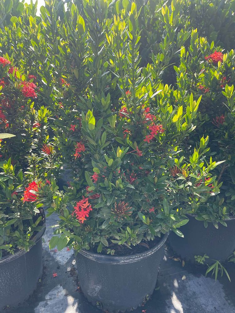 ixora-taiwanensis-dwarf-red-flame-of-the-woods-jungle-flame-dwarf-ixora