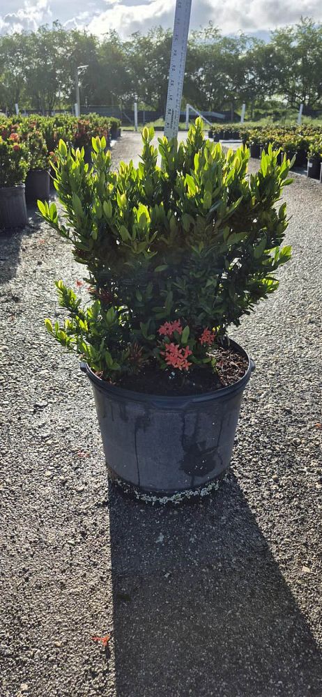 ixora-taiwanensis-dwarf-red-flame-of-the-woods-jungle-flame-dwarf-ixora