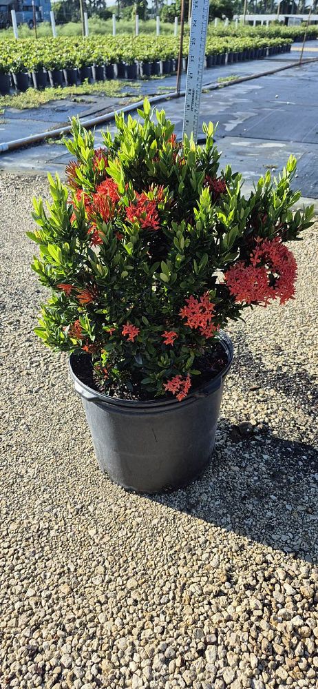 ixora-taiwanensis-dwarf-red-flame-of-the-woods-jungle-flame-dwarf-ixora