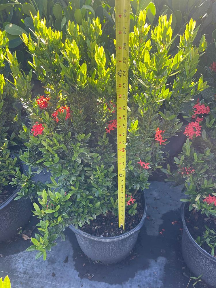ixora-taiwanensis-dwarf-red-flame-of-the-woods-jungle-flame-dwarf-ixora