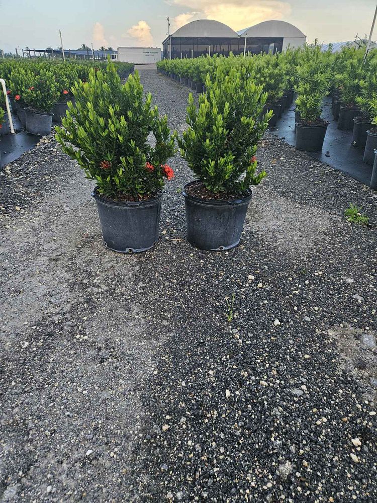 ixora-taiwanensis-dwarf-red-flame-of-the-woods-jungle-flame-dwarf-ixora