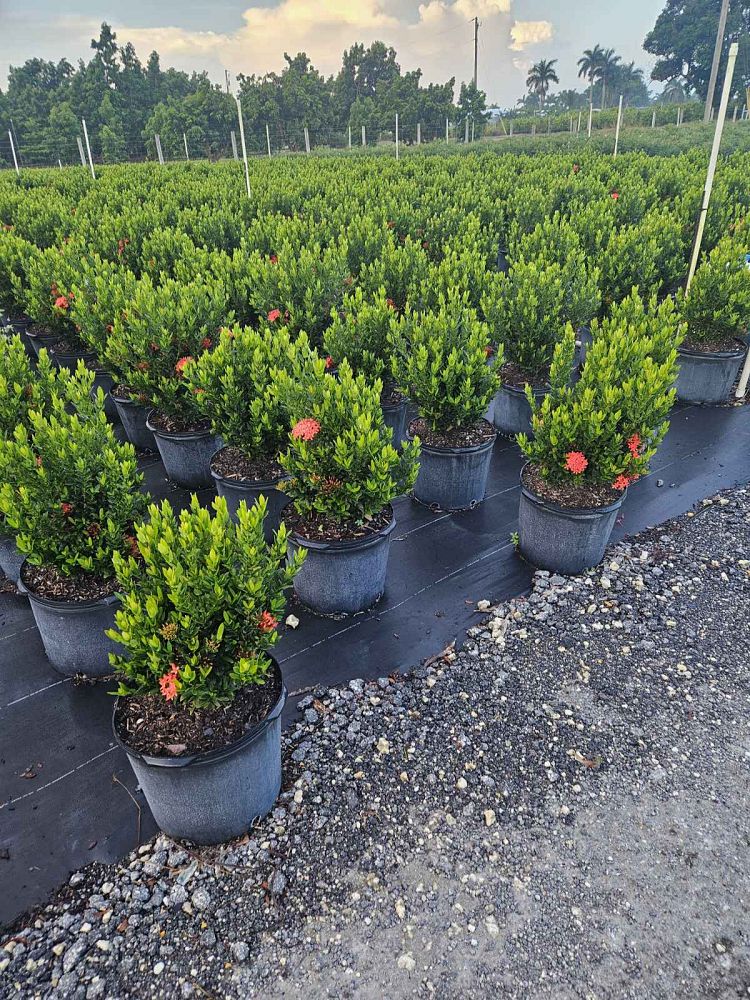ixora-taiwanensis-dwarf-red-flame-of-the-woods-jungle-flame-dwarf-ixora