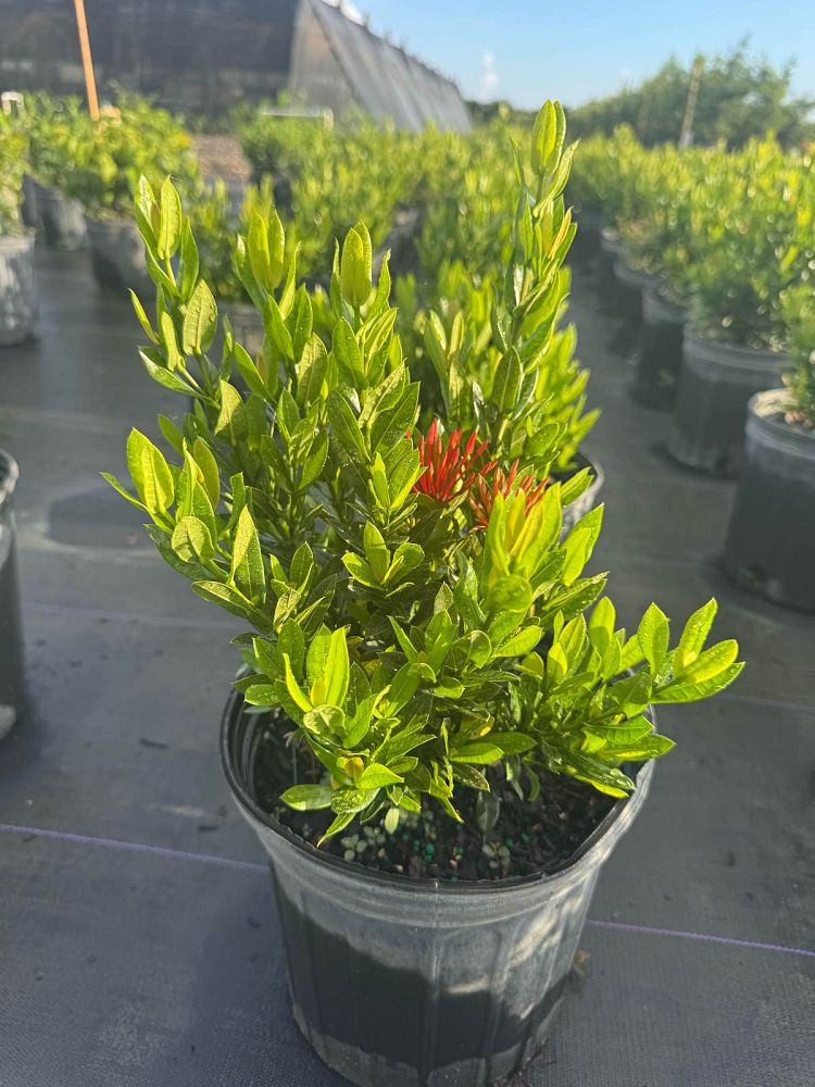 ixora-taiwanensis-dwarf-red-flame-of-the-woods-jungle-flame-dwarf-ixora