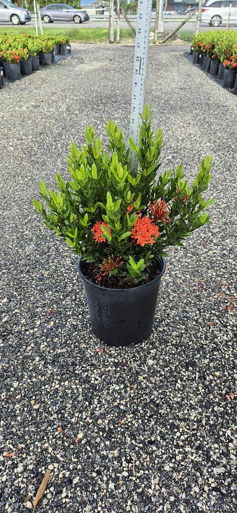 ixora-taiwanensis-dwarf-red-flame-of-the-woods-jungle-flame-dwarf-ixora
