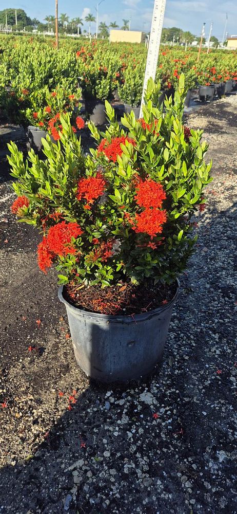 ixora-taiwanensis-dwarf-red-flame-of-the-woods-jungle-flame-dwarf-ixora