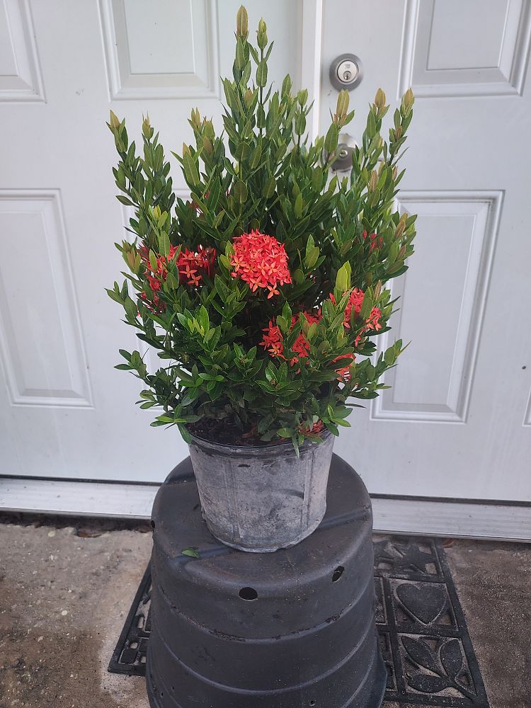 ixora-taiwanensis-dwarf-red-flame-of-the-woods-jungle-flame-dwarf-ixora