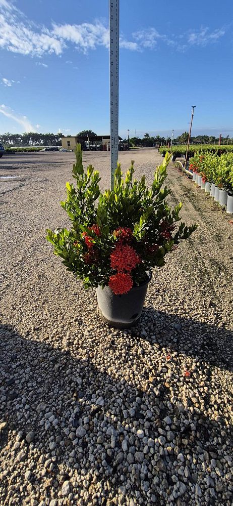 ixora-taiwanensis-dwarf-red-flame-of-the-woods-jungle-flame-dwarf-ixora