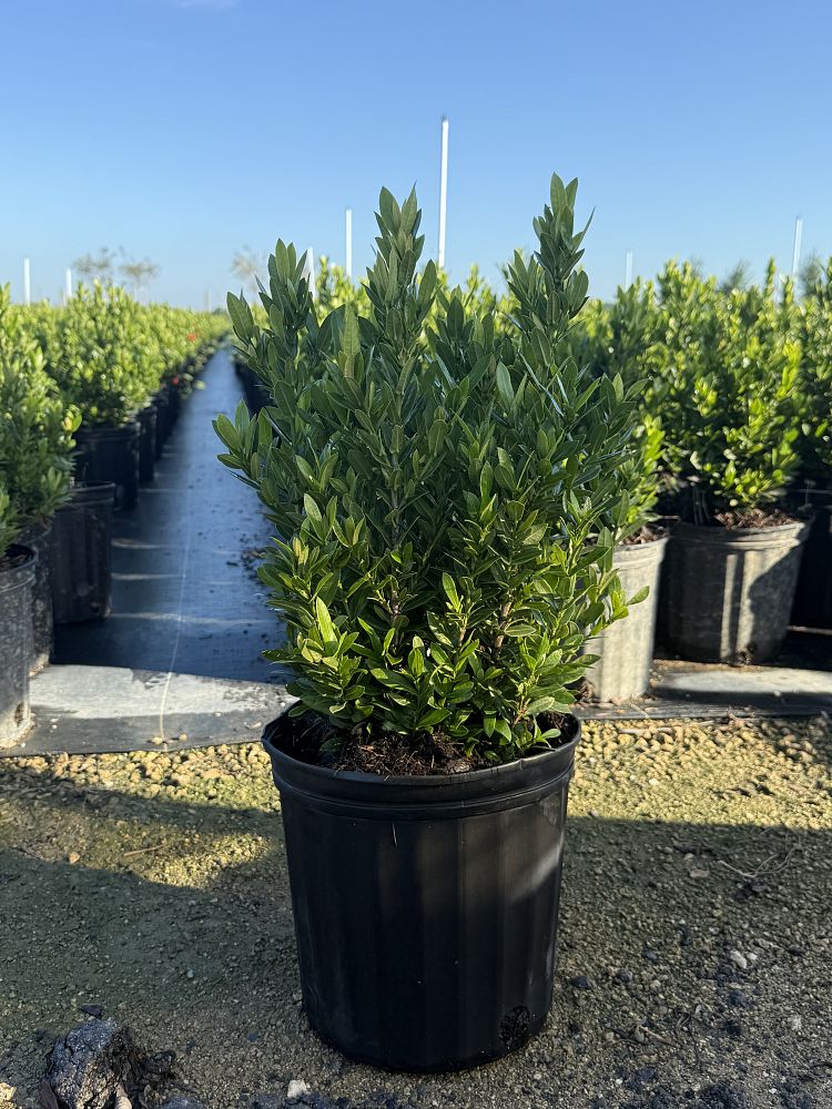 ixora-taiwanensis-dwarf-red-flame-of-the-woods-jungle-flame-dwarf-ixora