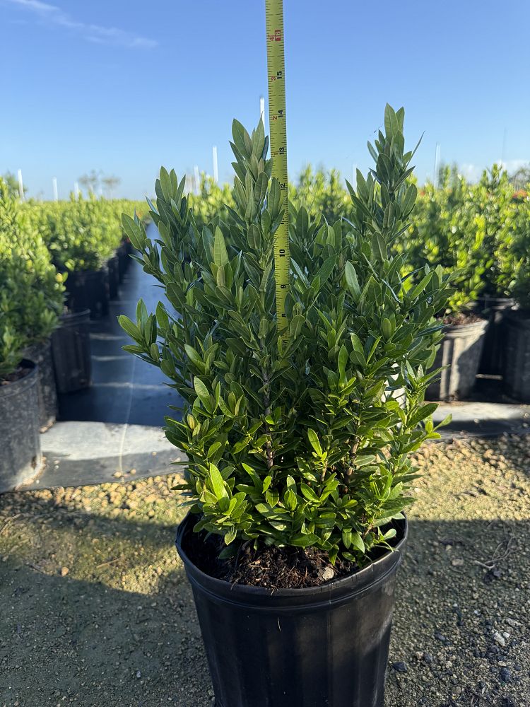 ixora-taiwanensis-dwarf-red-flame-of-the-woods-jungle-flame-dwarf-ixora