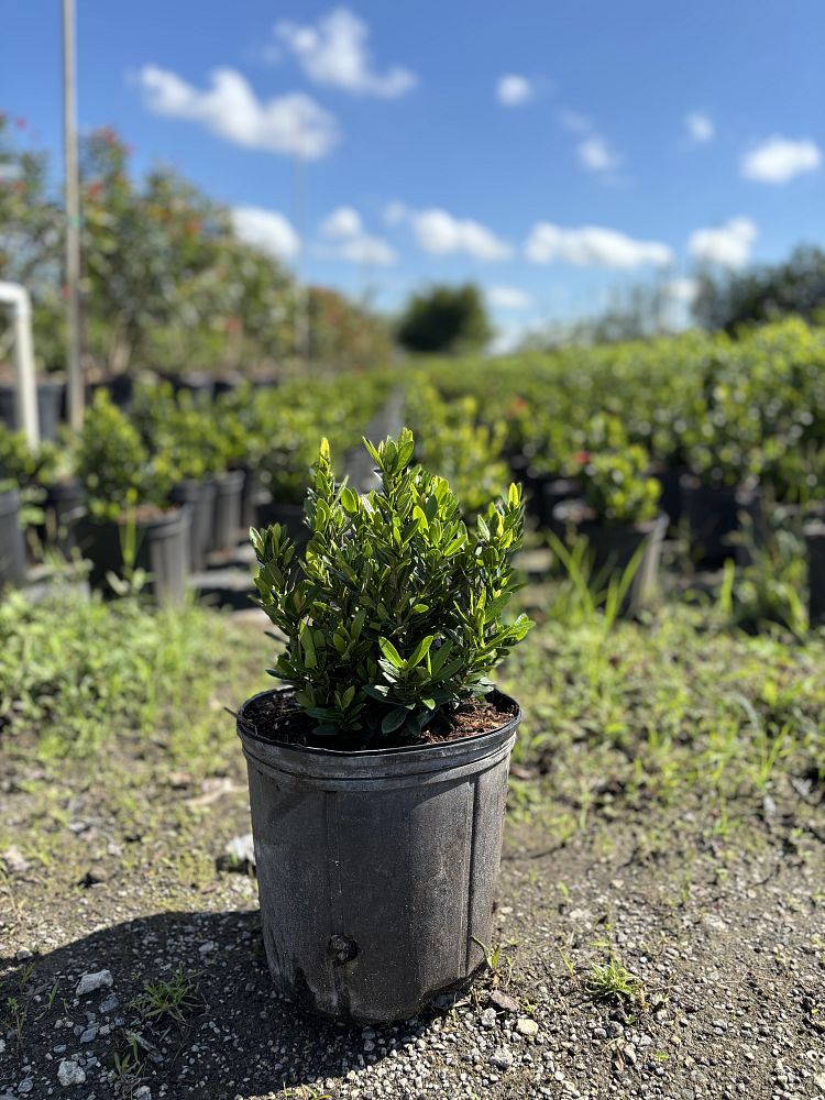 ixora-taiwanensis-dwarf-red-flame-of-the-woods-jungle-flame-dwarf-ixora