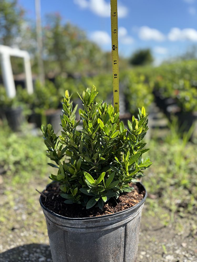 ixora-taiwanensis-dwarf-red-flame-of-the-woods-jungle-flame-dwarf-ixora