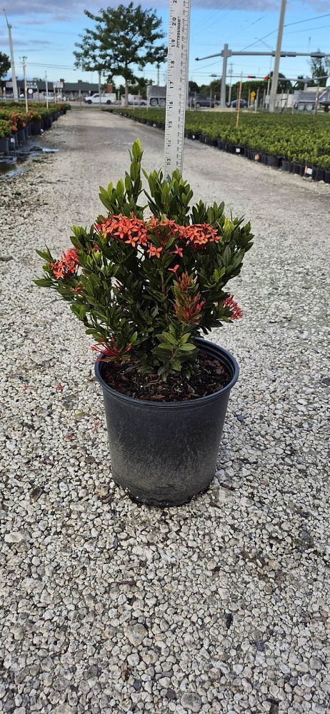 ixora-taiwanensis-dwarf-red-flame-of-the-woods-jungle-flame-dwarf-ixora