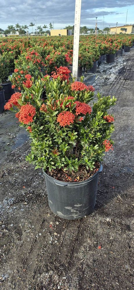 ixora-taiwanensis-dwarf-red-flame-of-the-woods-jungle-flame-dwarf-ixora