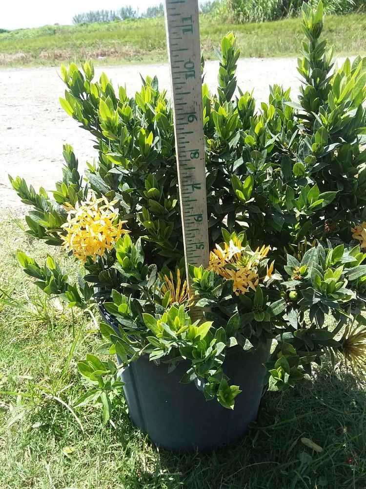 ixora-taiwanensis-dwarf-yellow-flame-of-the-woods-jungle-flame-dwarf-ixora
