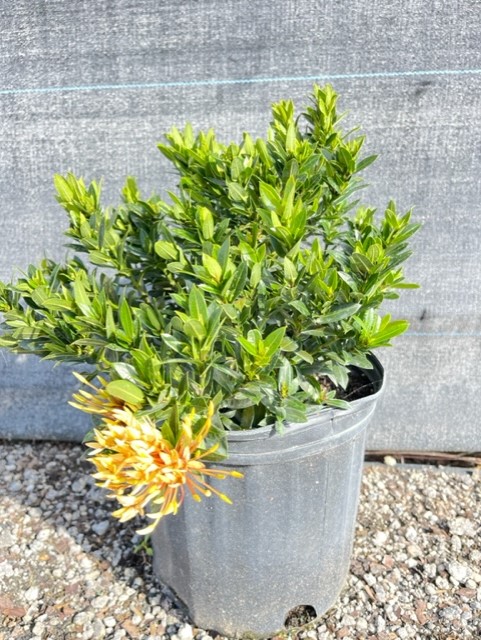 ixora-taiwanensis-dwarf-yellow-flame-of-the-woods-jungle-flame-dwarf-ixora