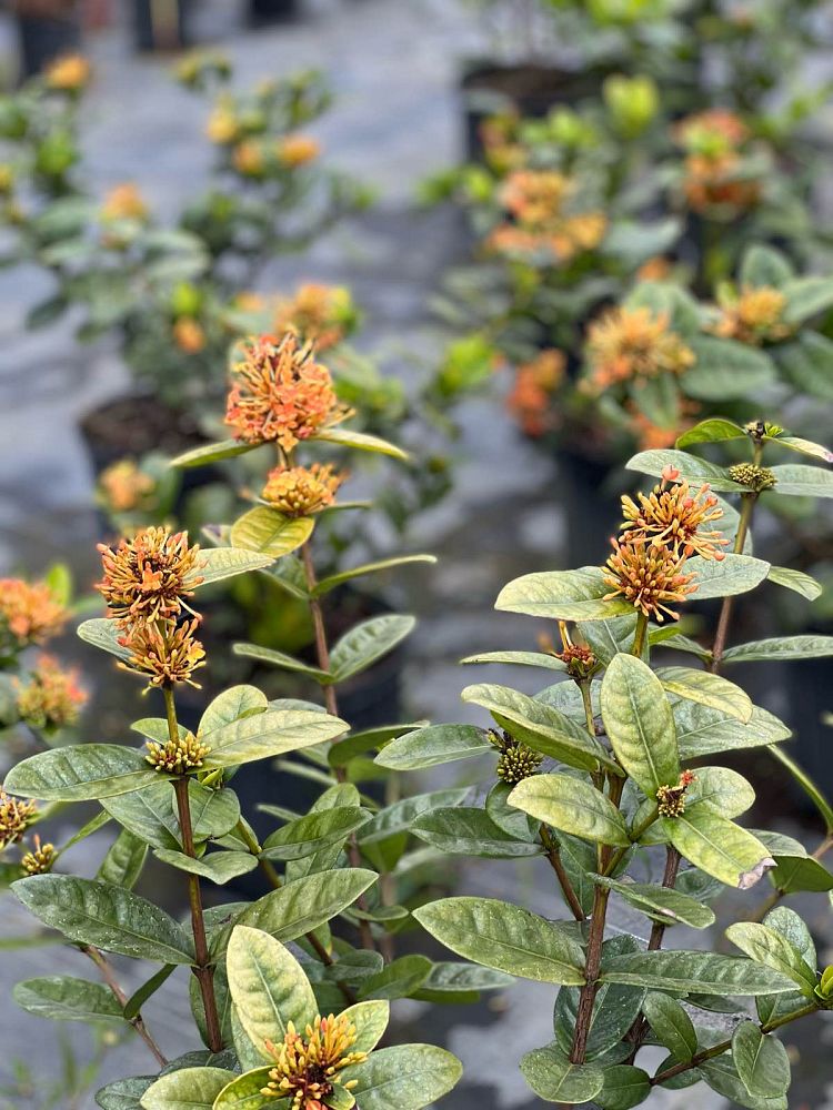 ixora-taiwanensis-dwarf-yellow-flame-of-the-woods-jungle-flame-dwarf-ixora