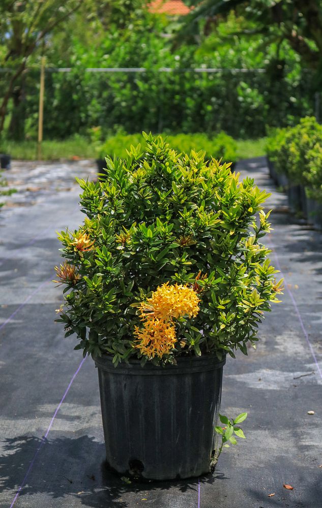 ixora-taiwanensis-dwarf-yellow-flame-of-the-woods-jungle-flame-dwarf-ixora