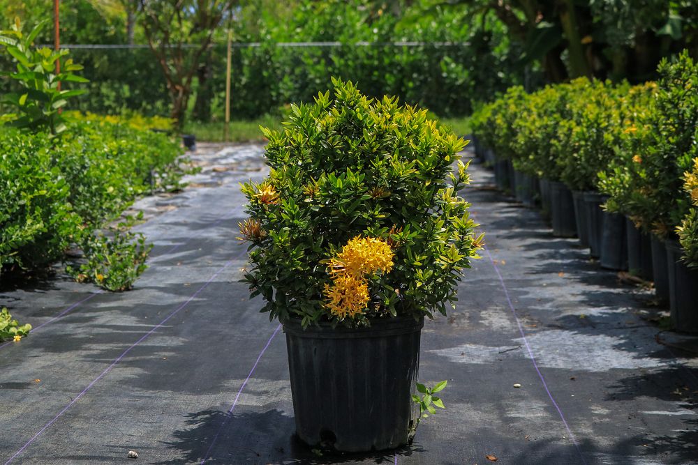 ixora-taiwanensis-dwarf-yellow-flame-of-the-woods-jungle-flame-dwarf-ixora