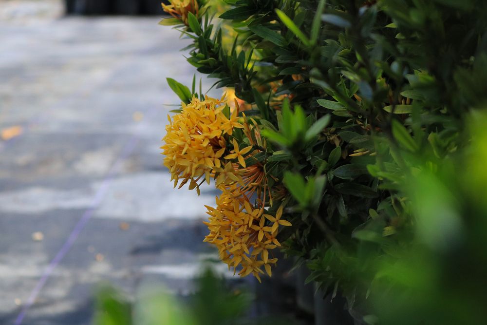 ixora-taiwanensis-dwarf-yellow-flame-of-the-woods-jungle-flame-dwarf-ixora