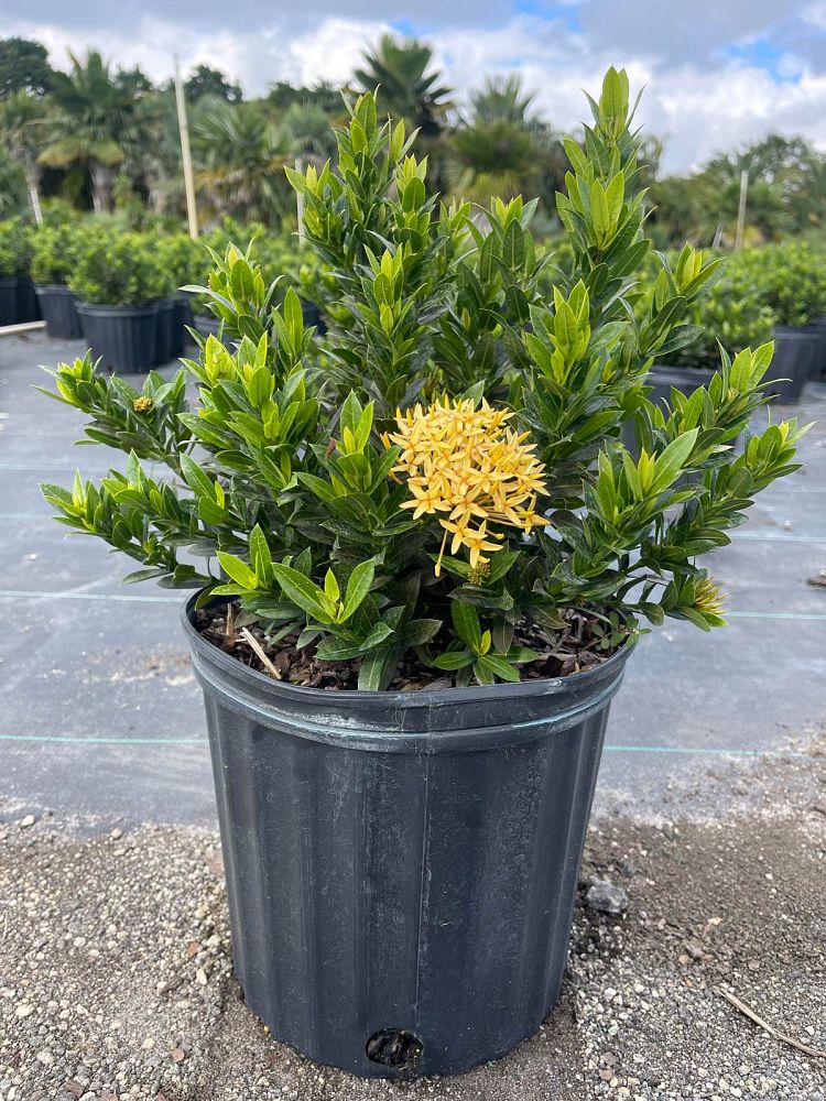ixora-taiwanensis-dwarf-yellow-flame-of-the-woods-jungle-flame-dwarf-ixora