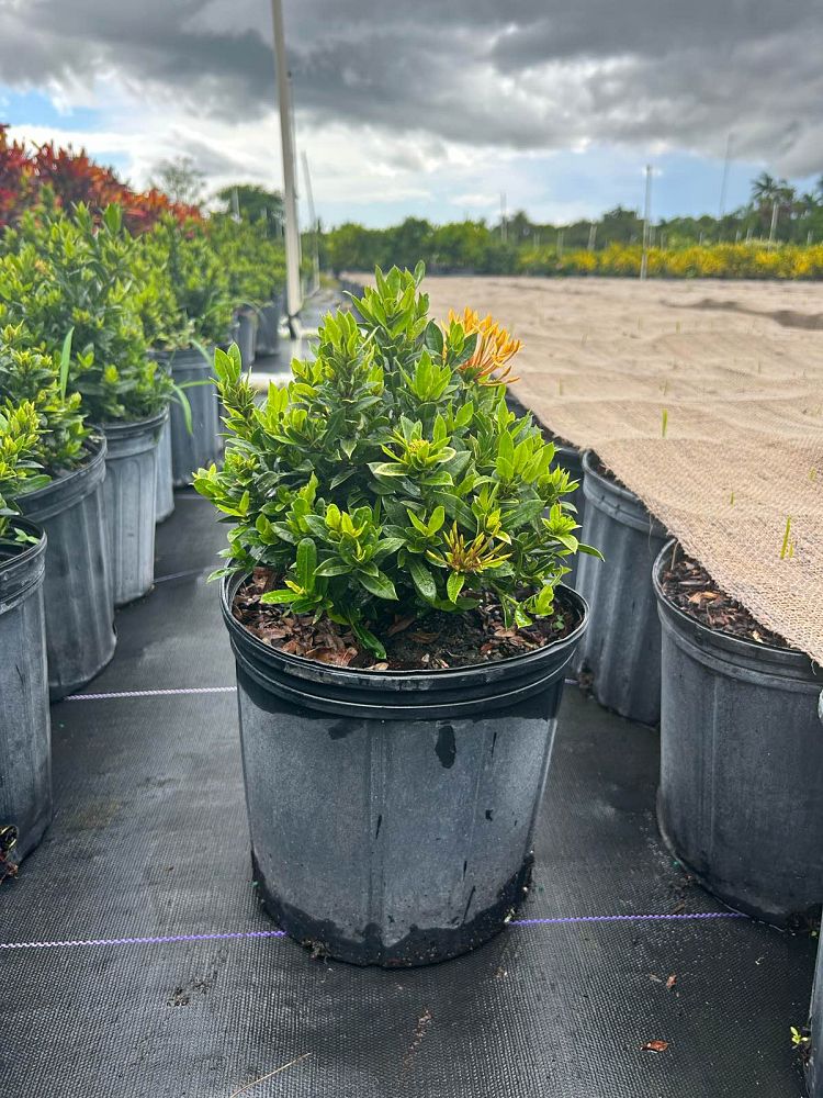 ixora-taiwanensis-dwarf-yellow-flame-of-the-woods-jungle-flame-dwarf-ixora