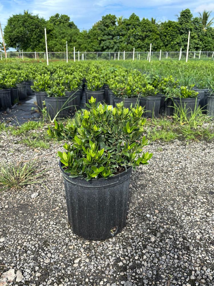 ixora-taiwanensis-dwarf-yellow-flame-of-the-woods-jungle-flame-dwarf-ixora