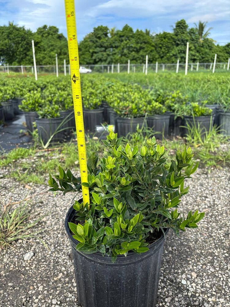 ixora-taiwanensis-dwarf-yellow-flame-of-the-woods-jungle-flame-dwarf-ixora