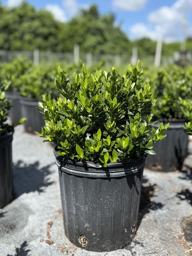 ixora-taiwanensis-dwarf-yellow-flame-of-the-woods-jungle-flame-dwarf-ixora