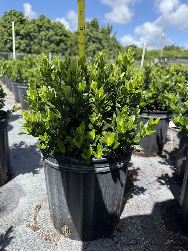 ixora-taiwanensis-dwarf-yellow-flame-of-the-woods-jungle-flame-dwarf-ixora