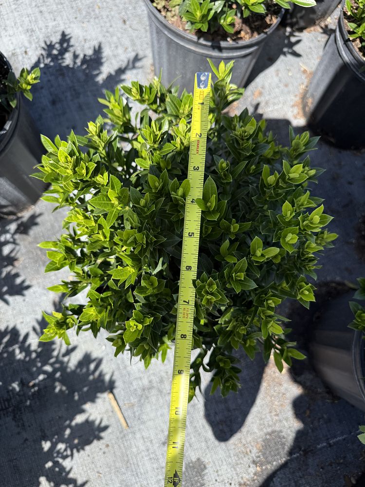 ixora-taiwanensis-dwarf-yellow-flame-of-the-woods-jungle-flame-dwarf-ixora