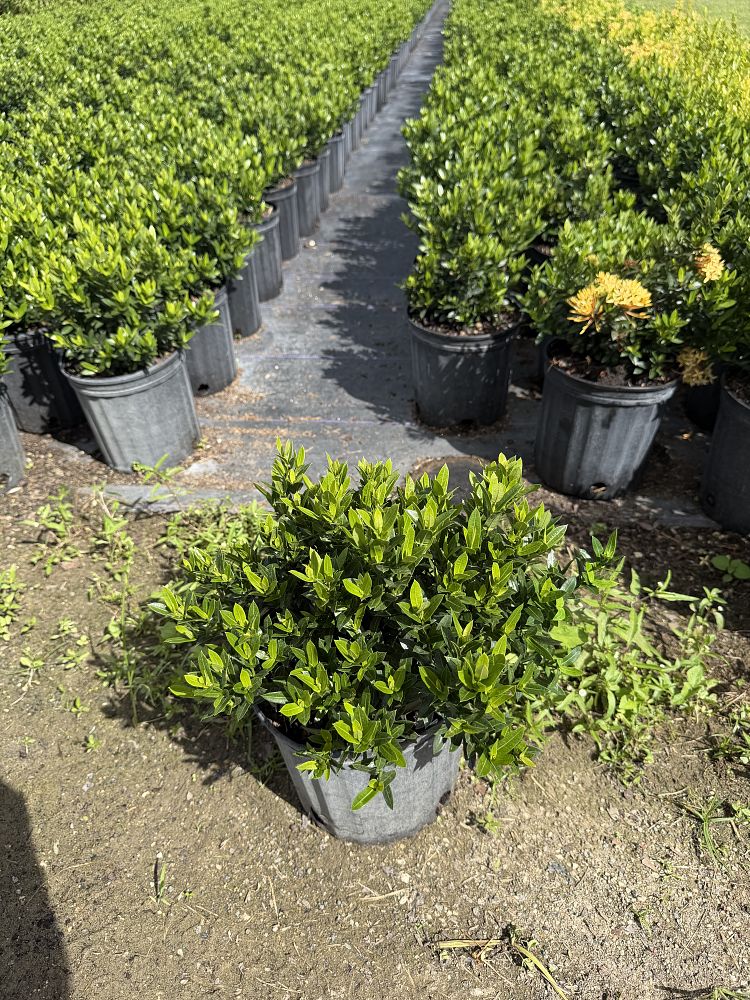 ixora-taiwanensis-dwarf-yellow-flame-of-the-woods-jungle-flame-dwarf-ixora