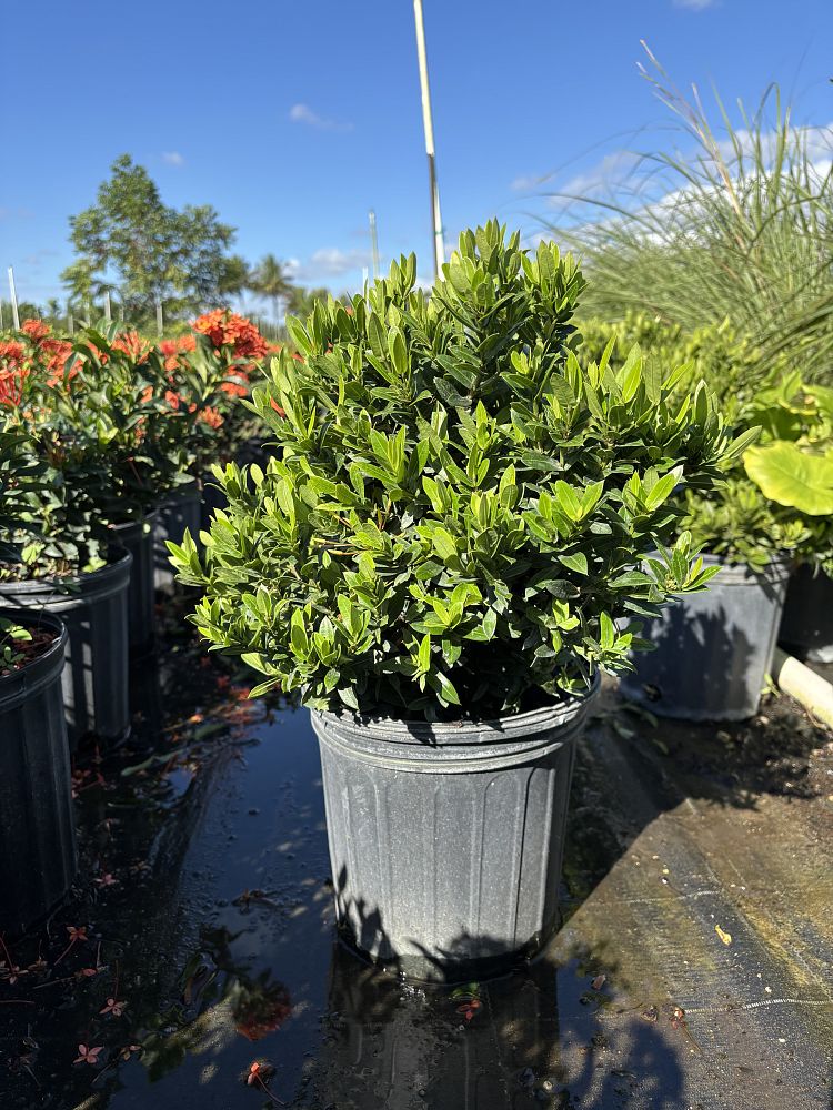 ixora-taiwanensis-dwarf-yellow-flame-of-the-woods-jungle-flame-dwarf-ixora