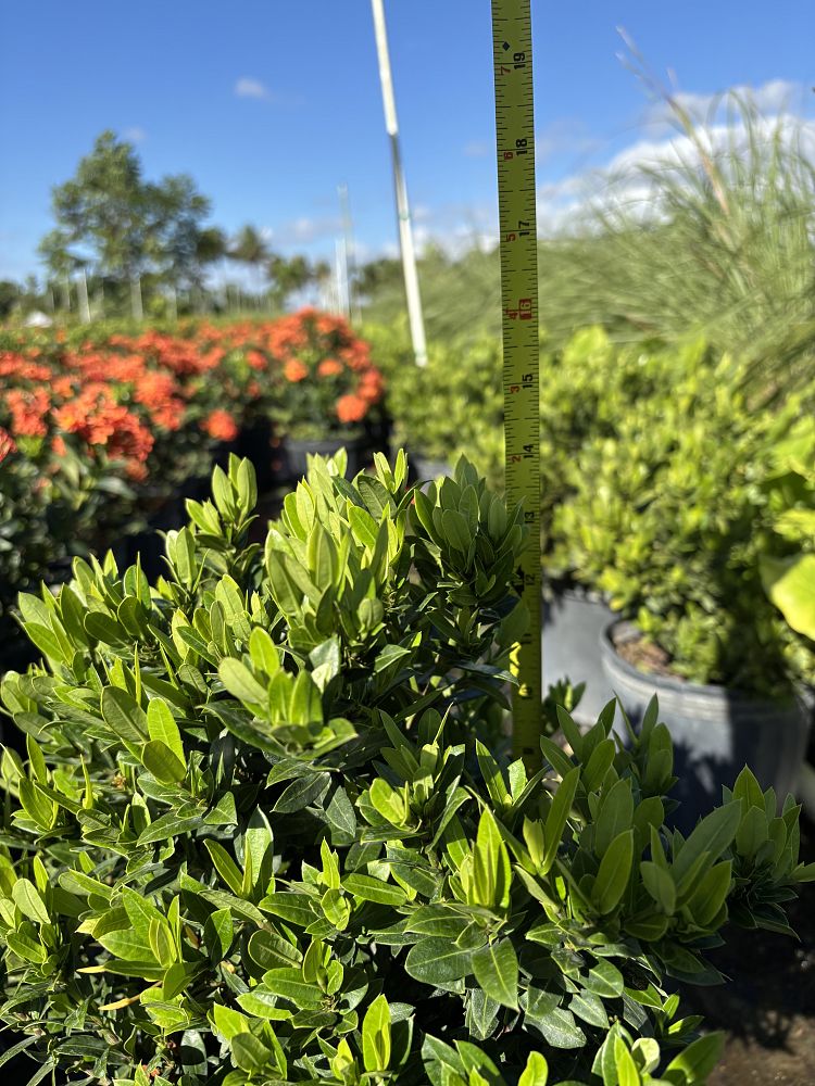 ixora-taiwanensis-dwarf-yellow-flame-of-the-woods-jungle-flame-dwarf-ixora