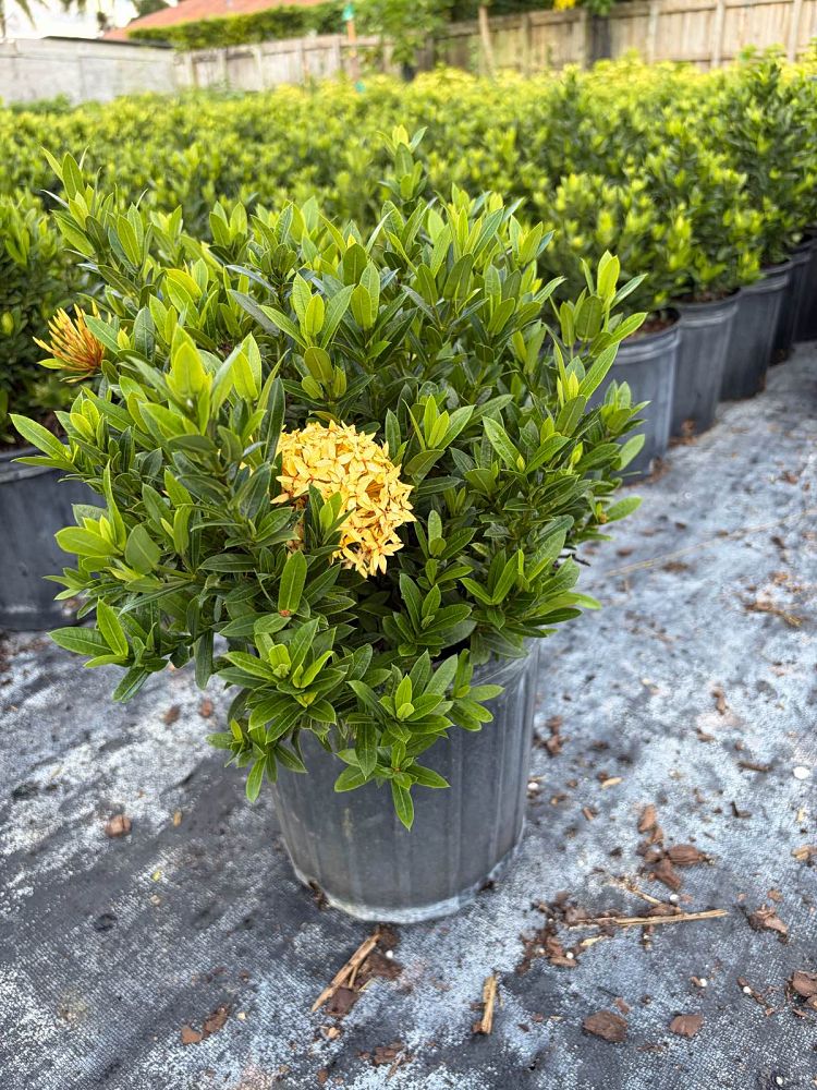 ixora-taiwanensis-dwarf-yellow-flame-of-the-woods-jungle-flame-dwarf-ixora