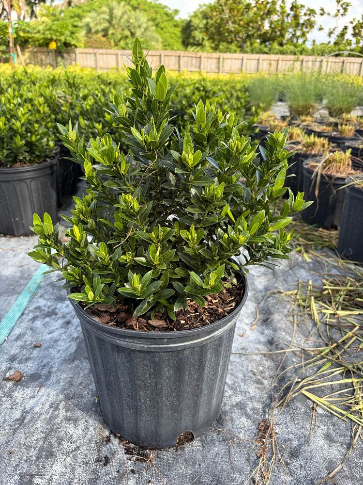 ixora-taiwanensis-dwarf-yellow-flame-of-the-woods-jungle-flame-dwarf-ixora