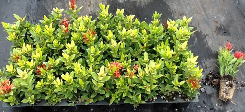 ixora-taiwanensis-ixora-taiwan-dwarf-ixora-petite