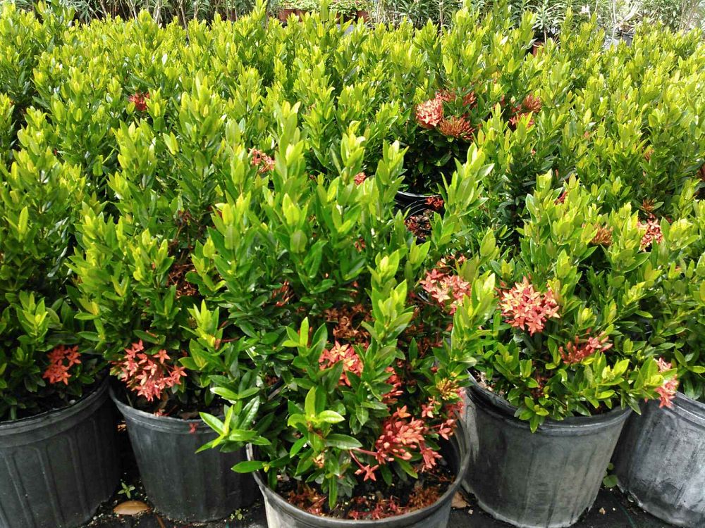 ixora-taiwanensis-ixora-taiwan-dwarf-ixora-petite